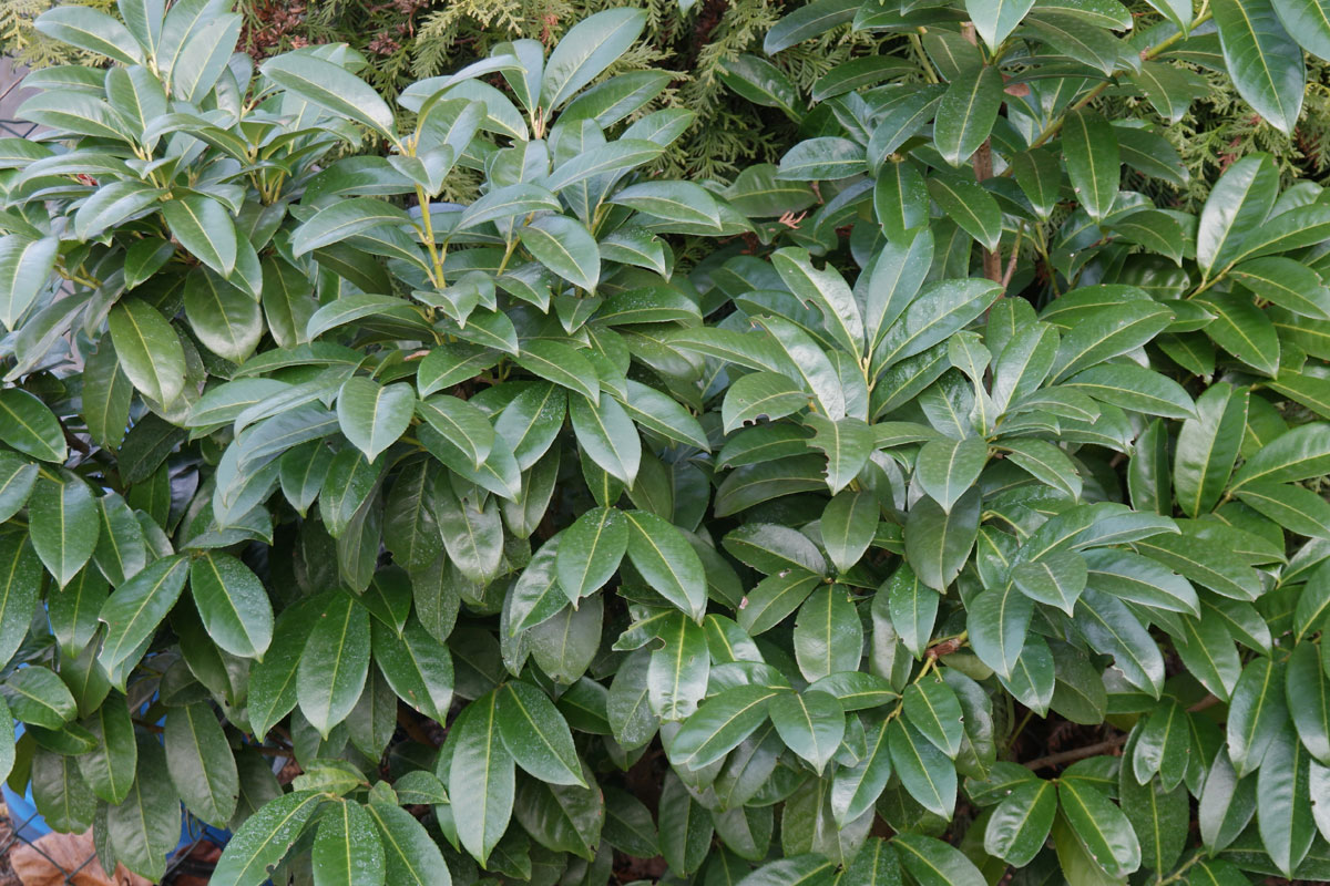 Prunus laurocerasus