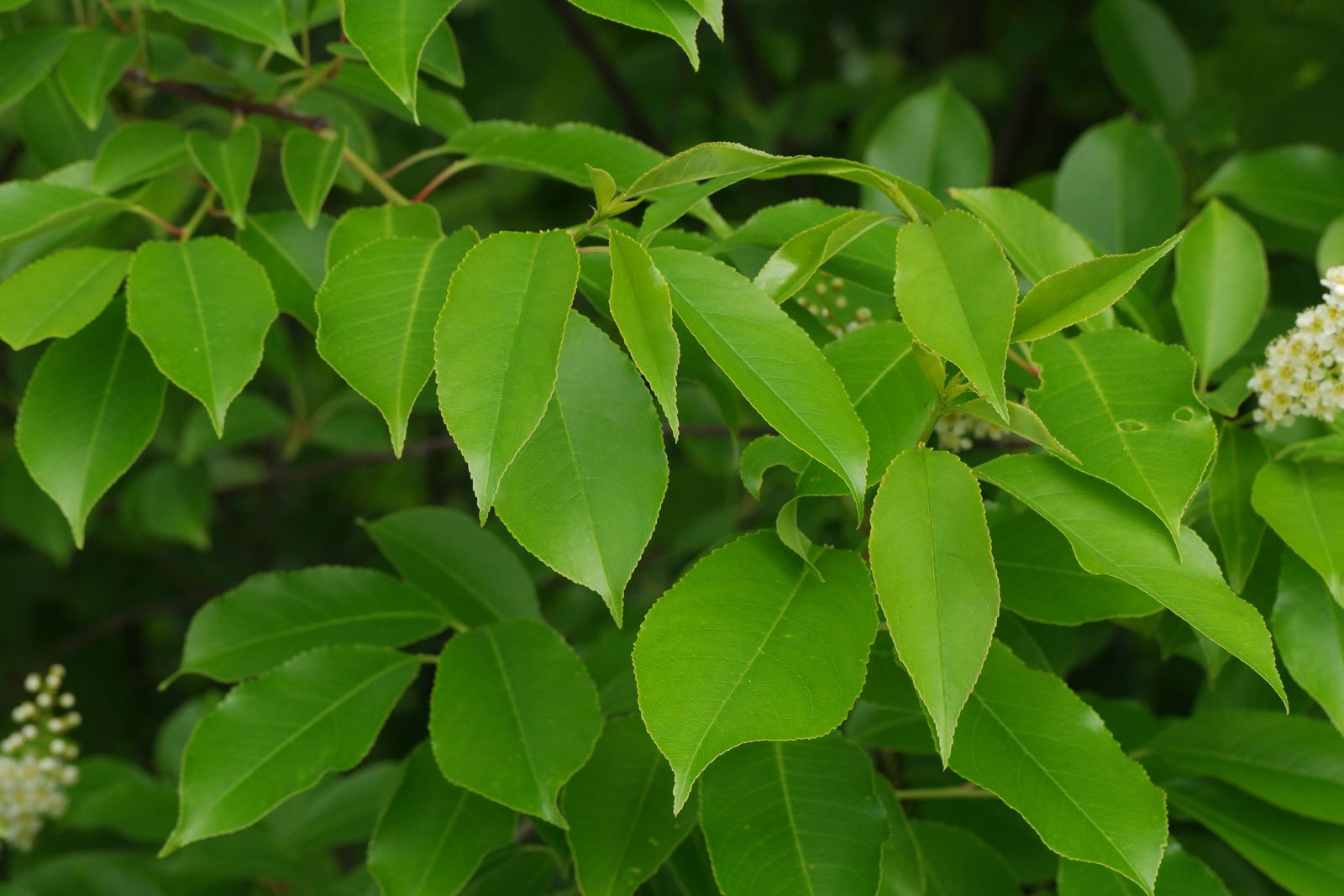 Prunus serotina