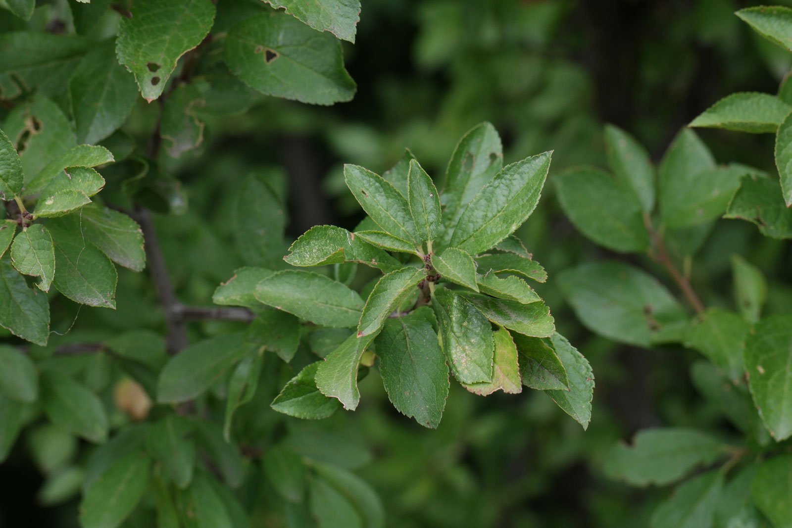 Prunus spinosa