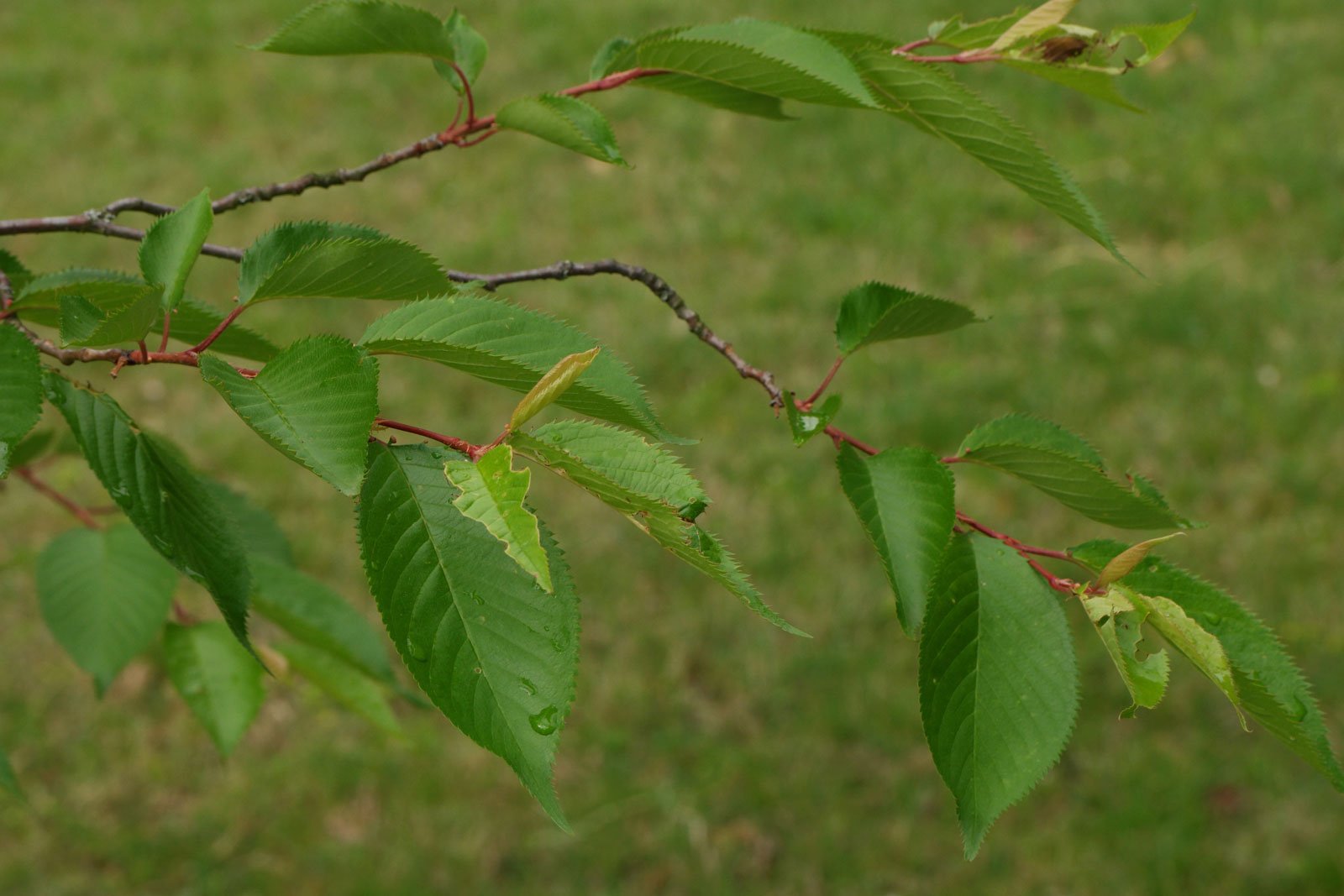 Prunus triloba