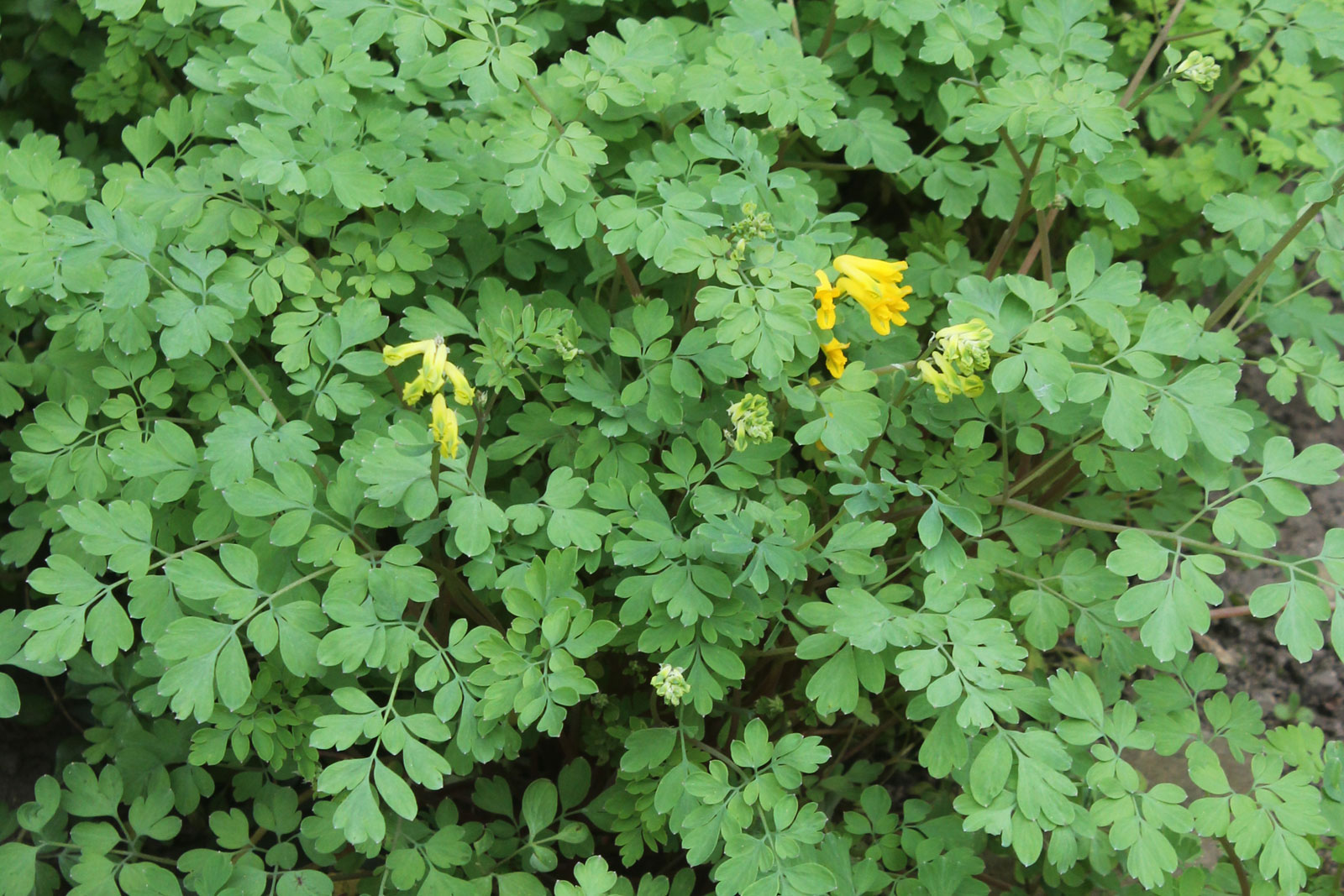 Pseudofumaria lutea
