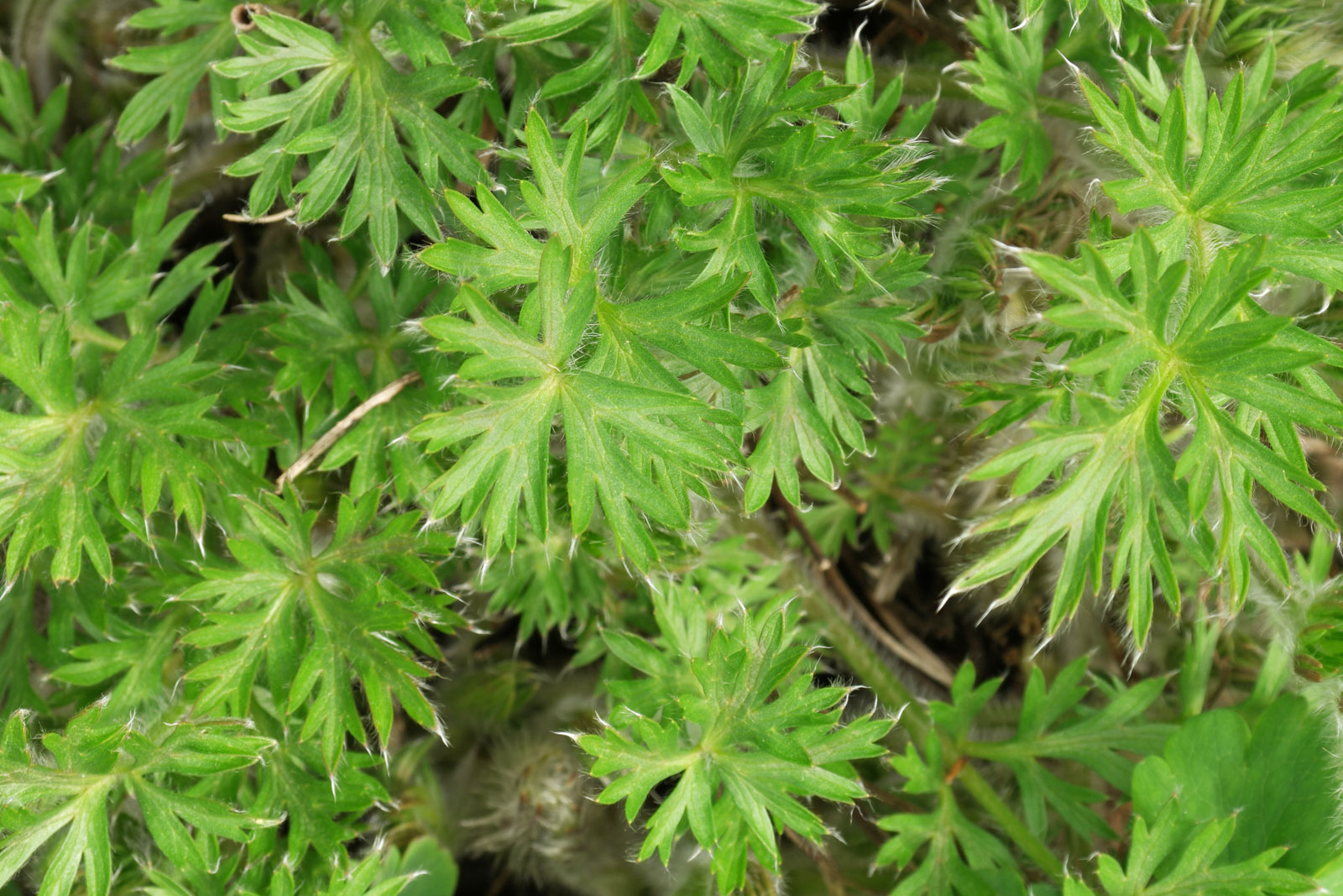 Pulsatilla vulgaris