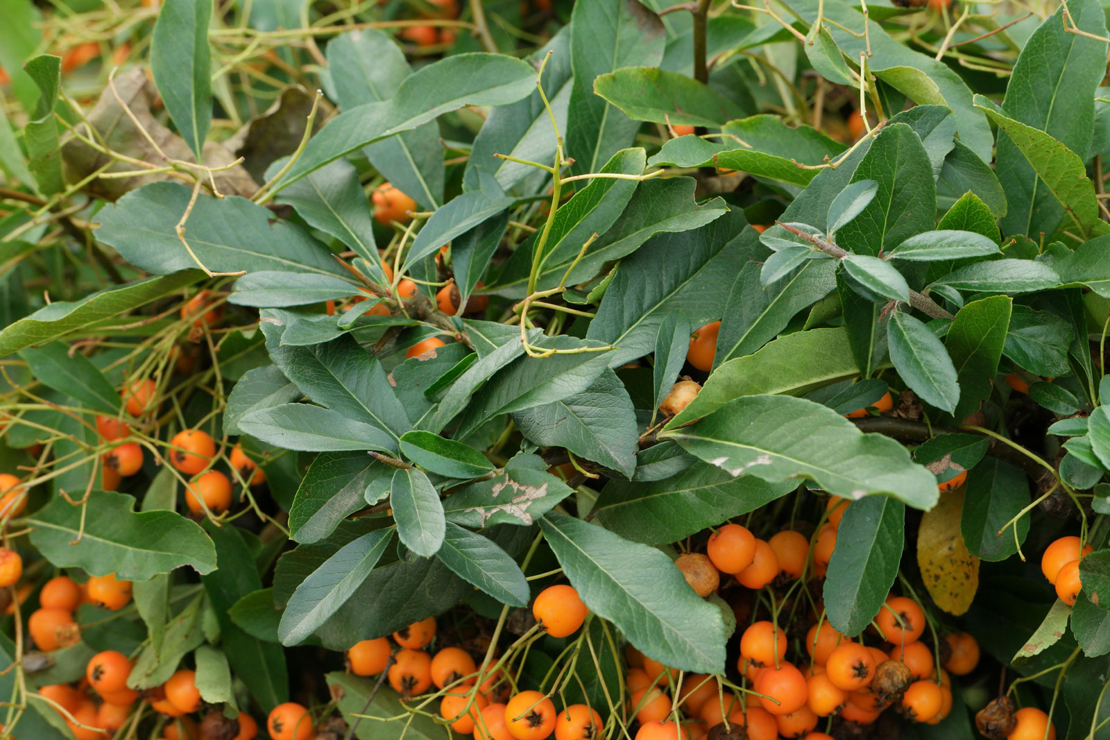 Pyracantha coccinea