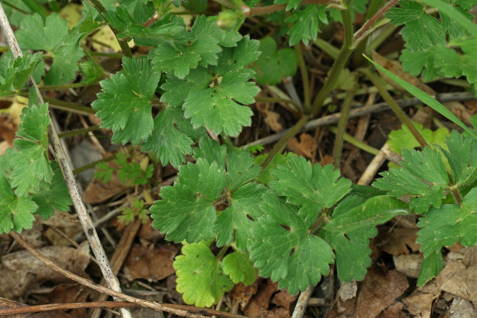 Ranunculus bulbosus