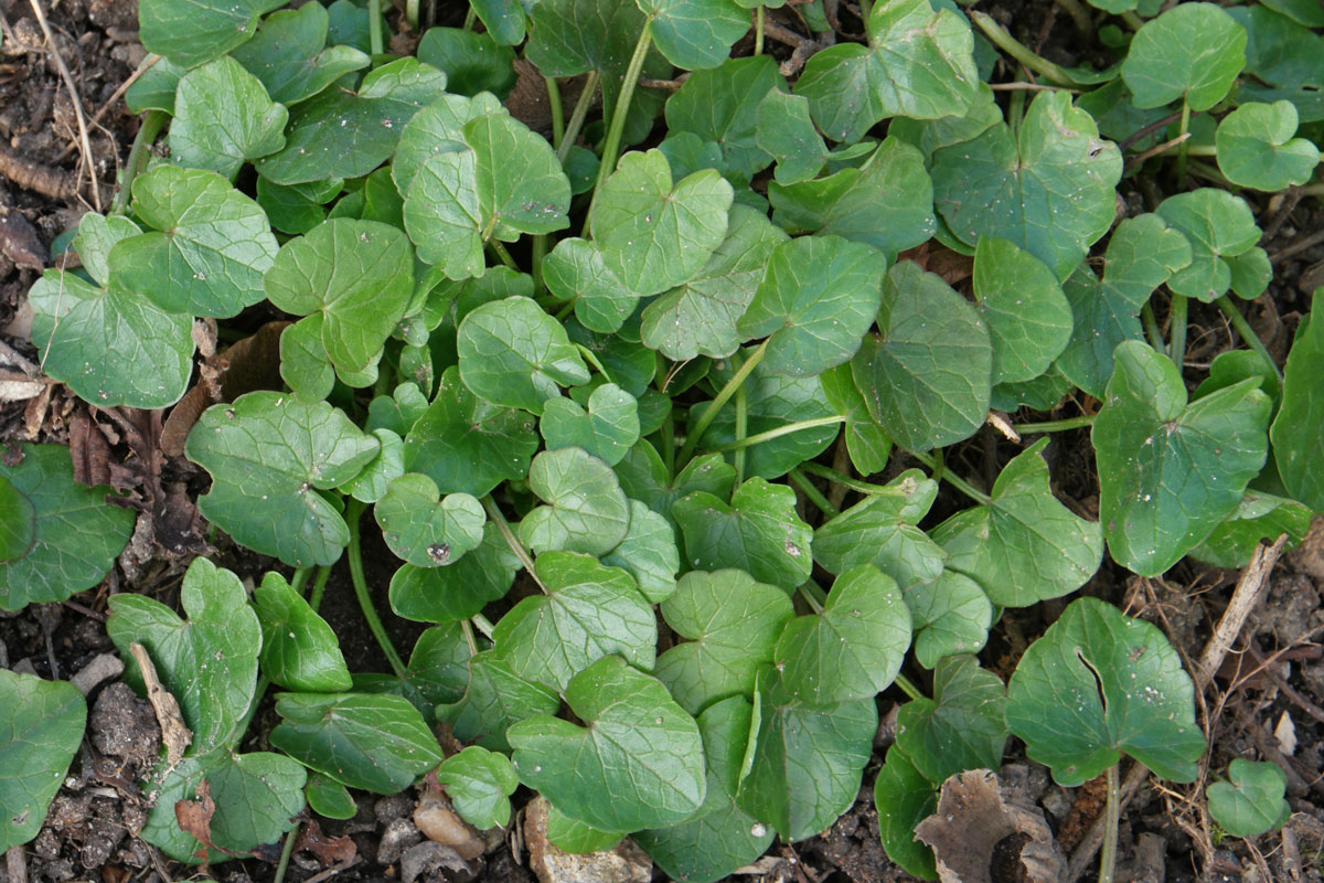 Ranunculus ficaria