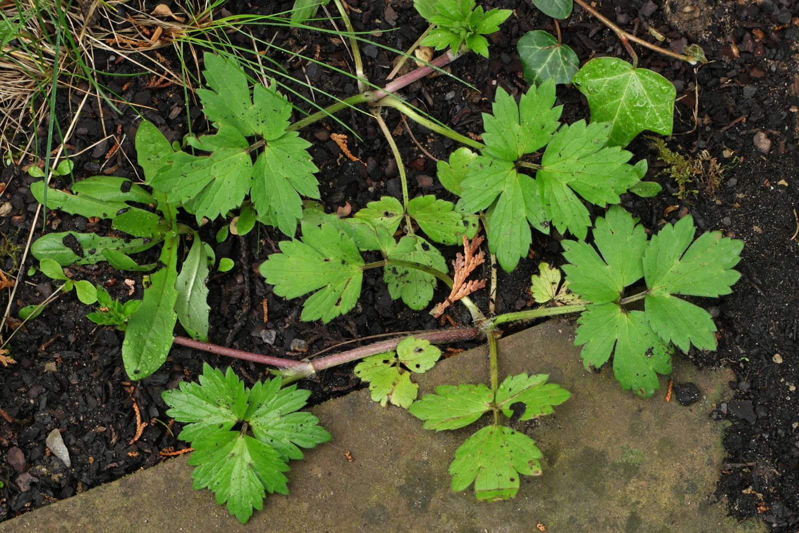 Ranunculus repens