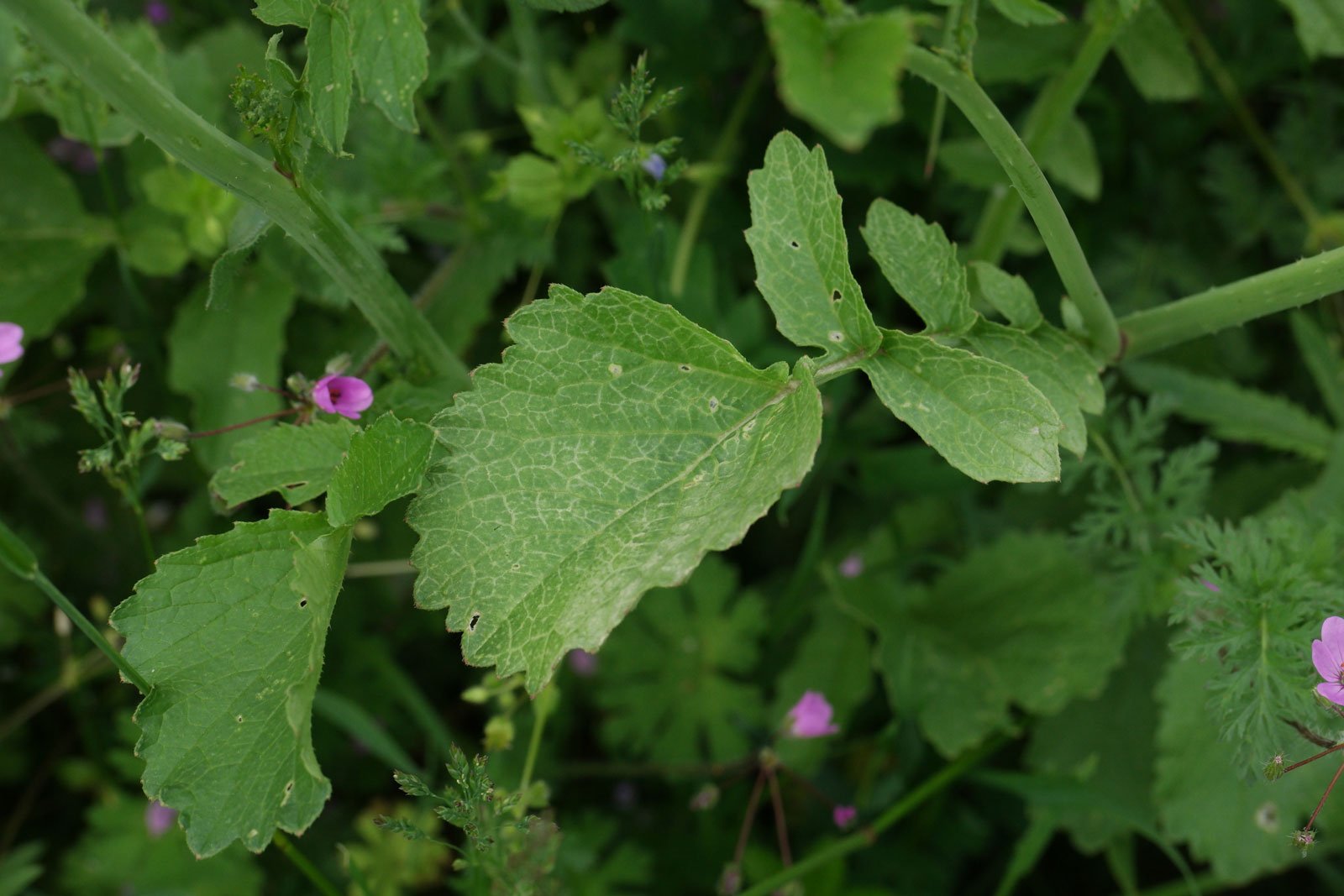 Raphanus raphanistrum