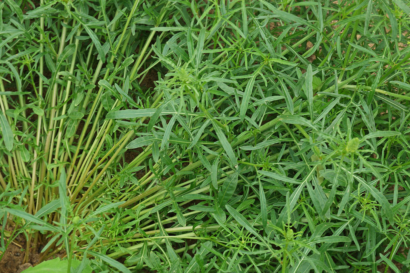 Reseda lutea