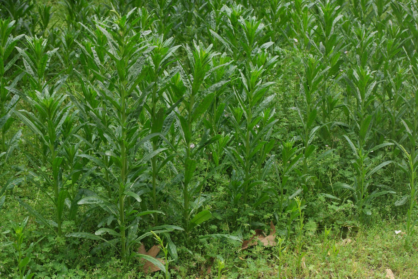 Reseda luteola