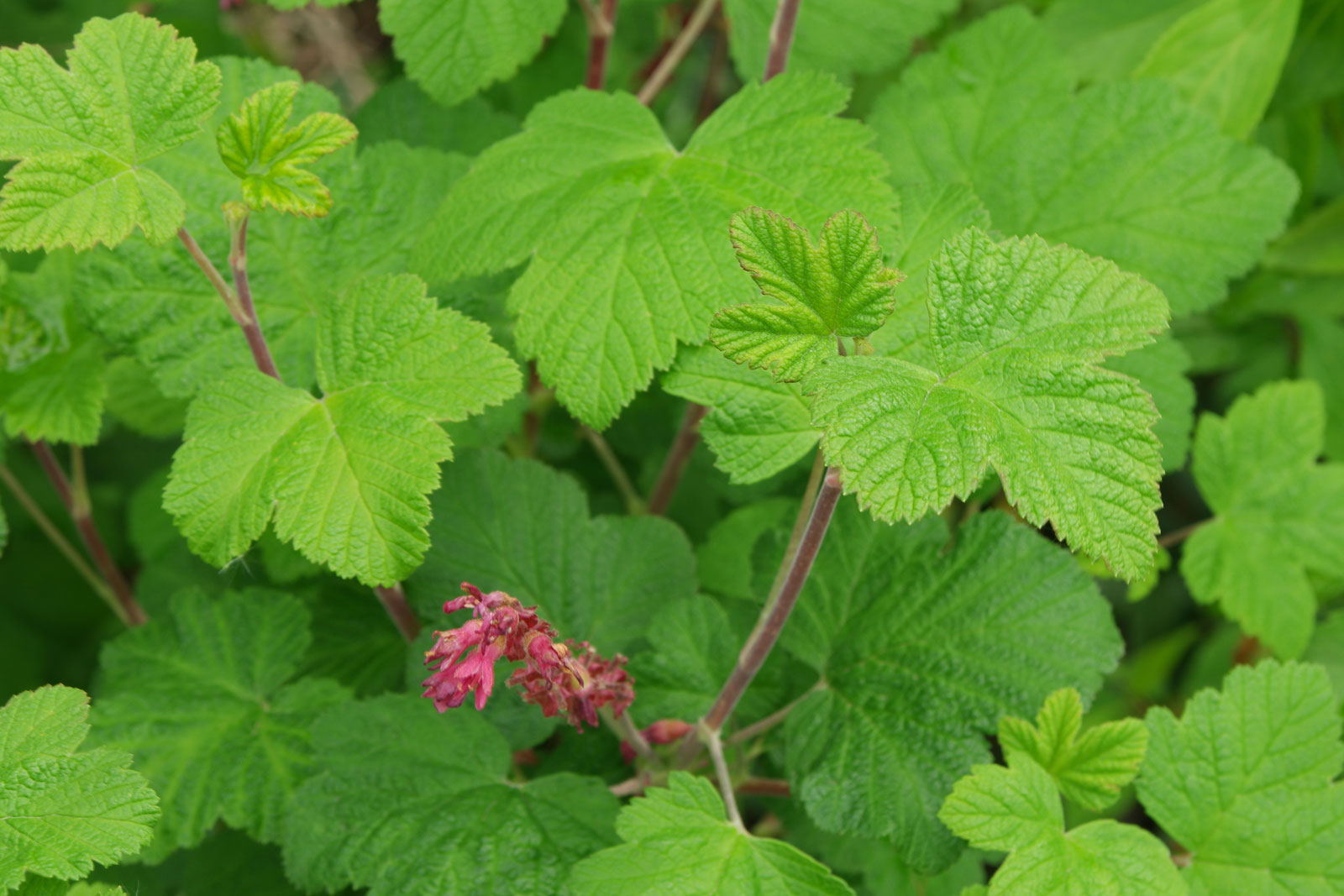 Ribes sanguineum