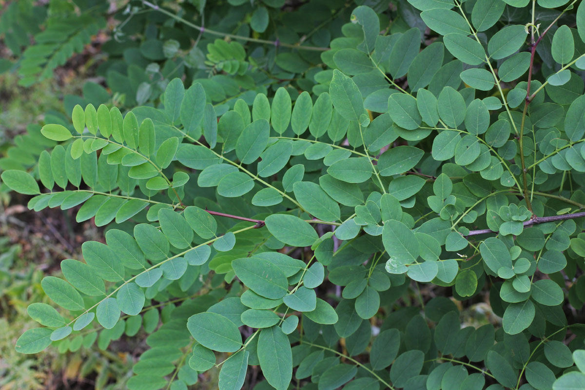 Robinia pseudoacacia