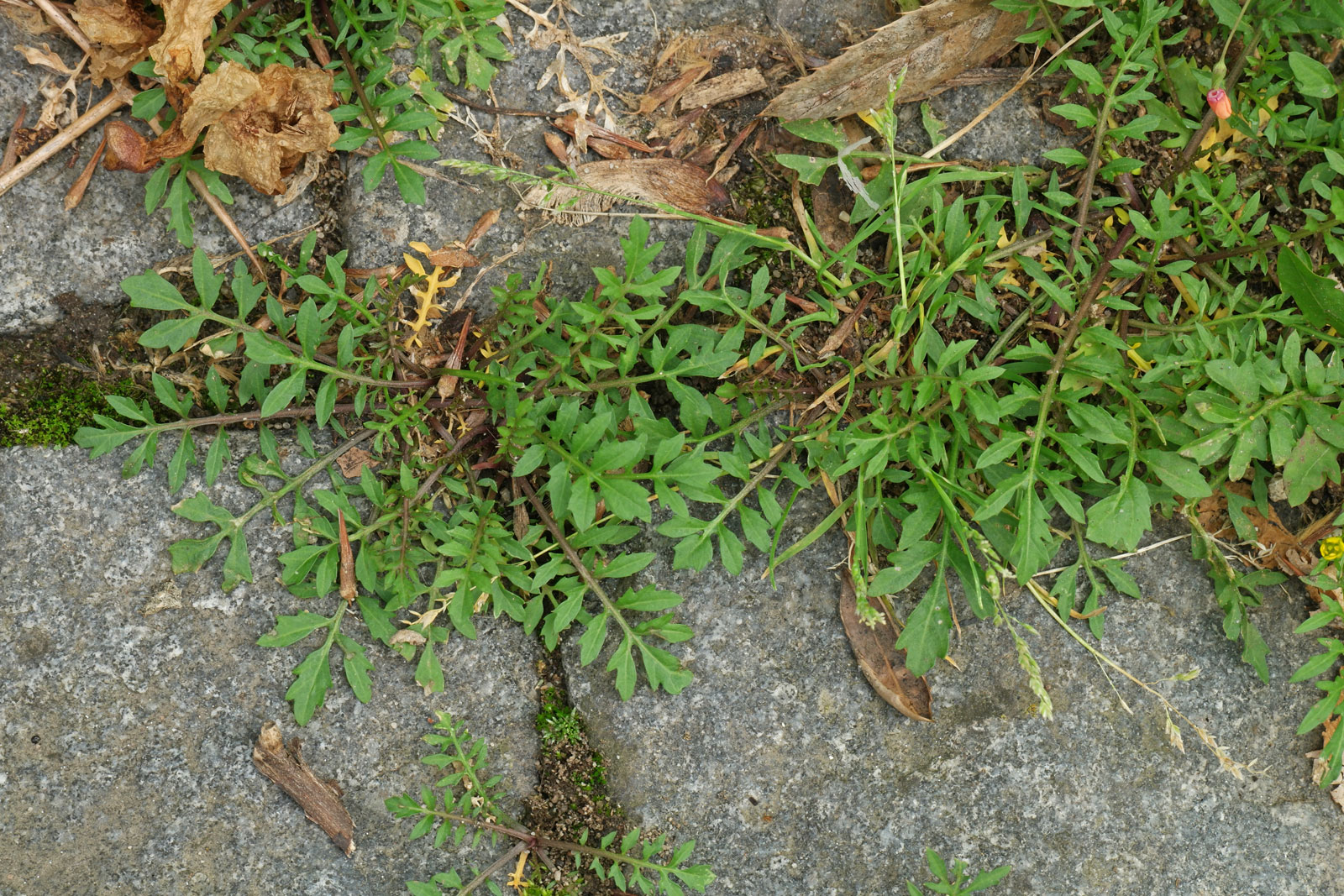Rorippa sylvestris