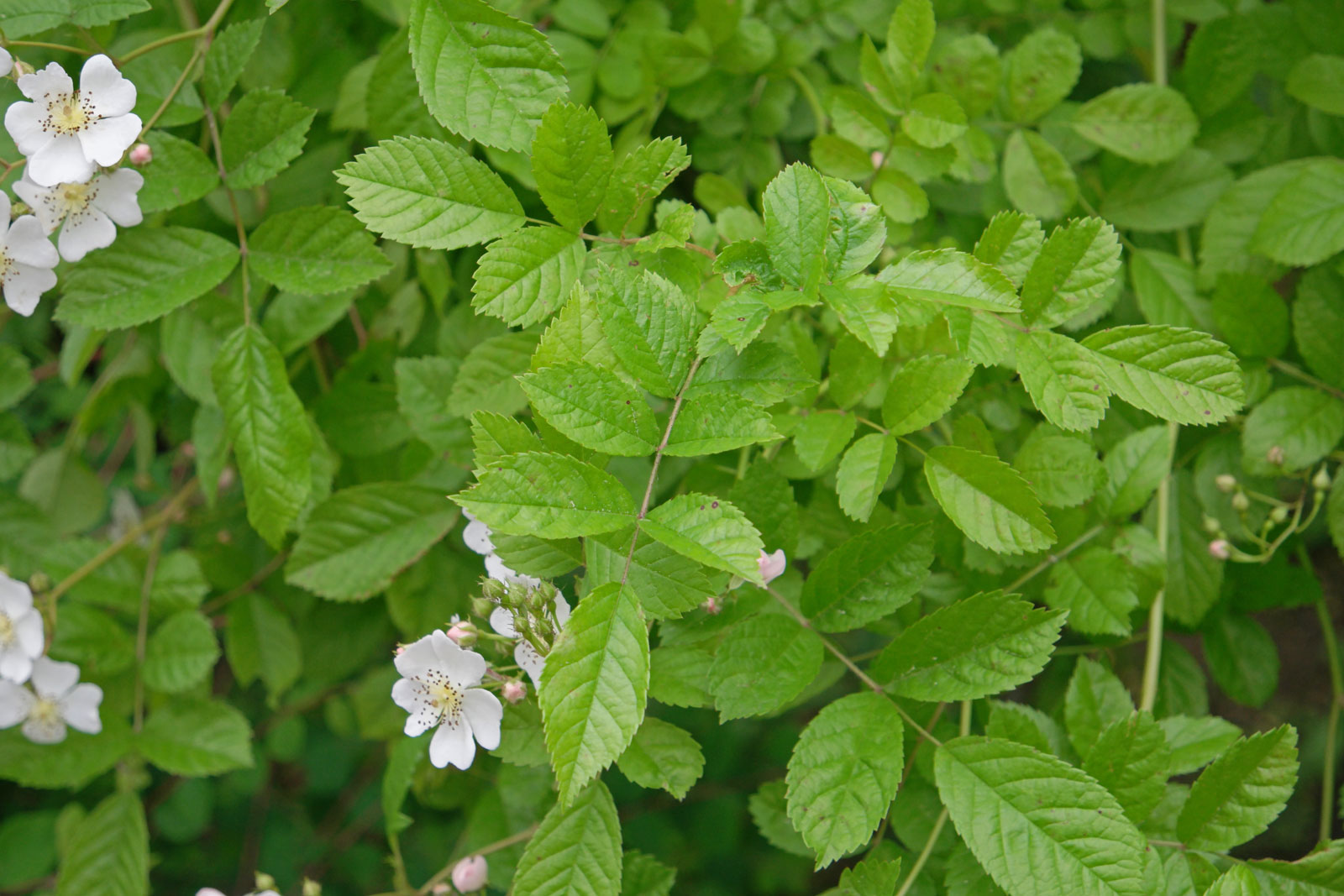 Rosa multiflora