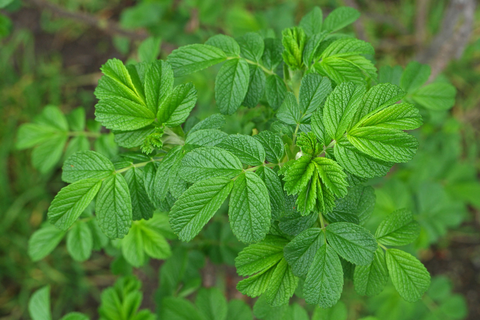 Rosa rugosa