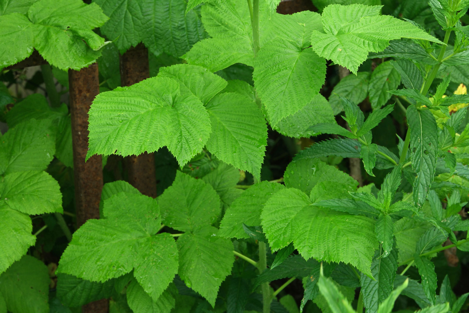Rubus idaeus