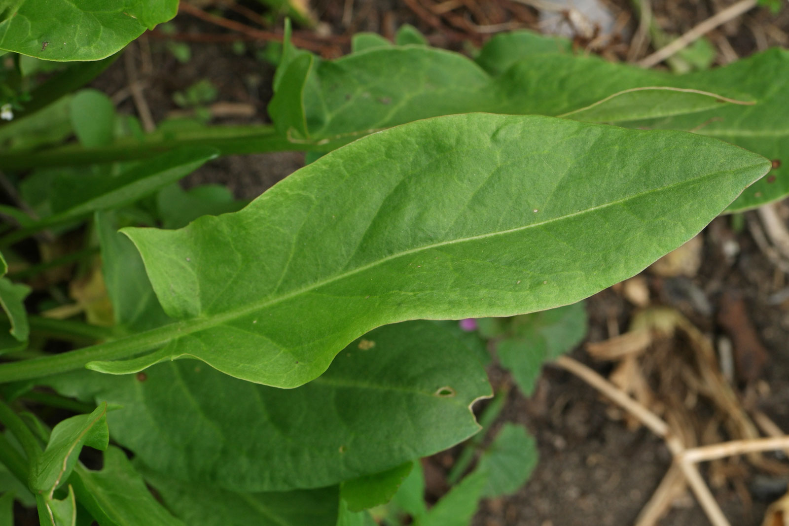 Rumex acetosa