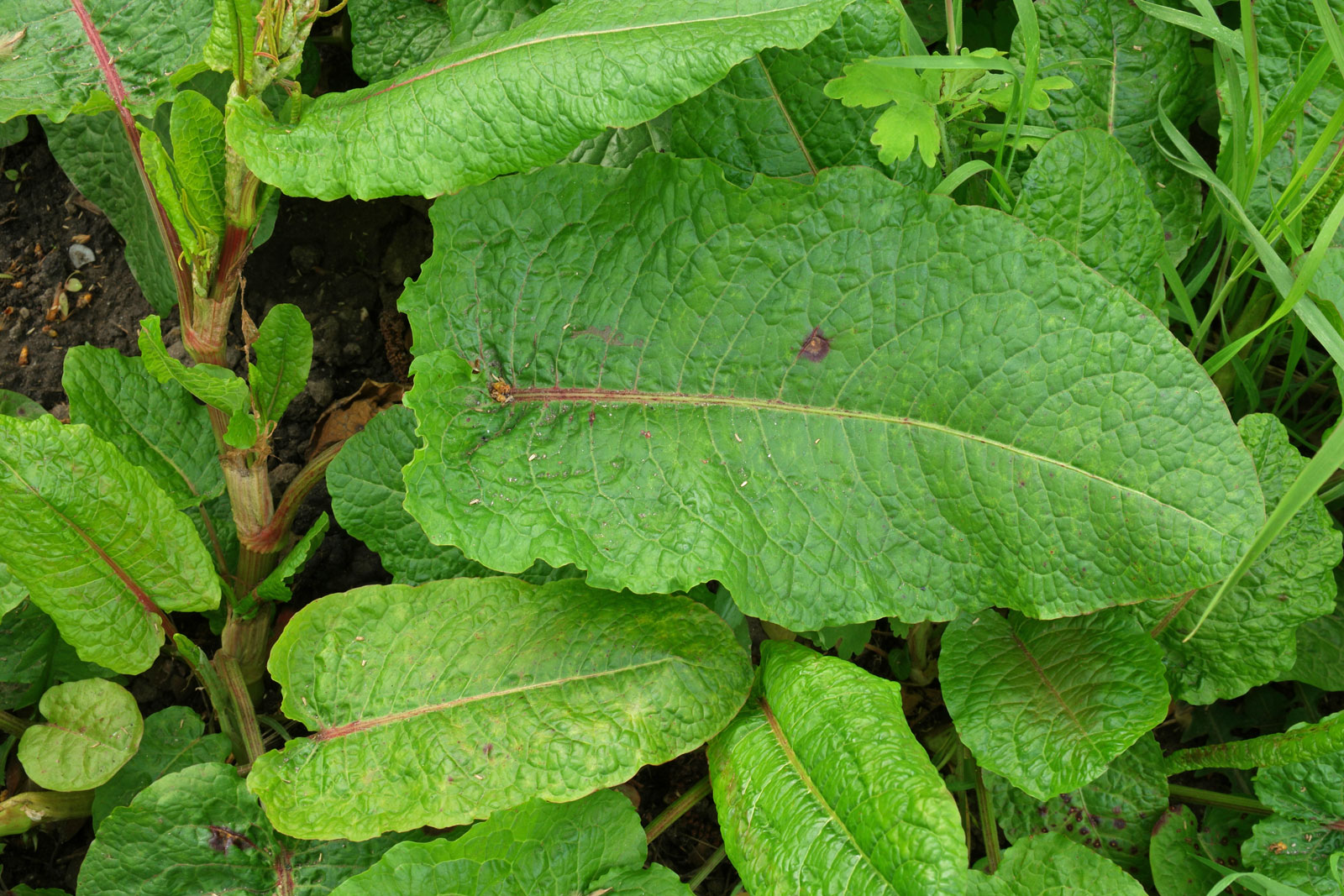 Rumex obtusifolius