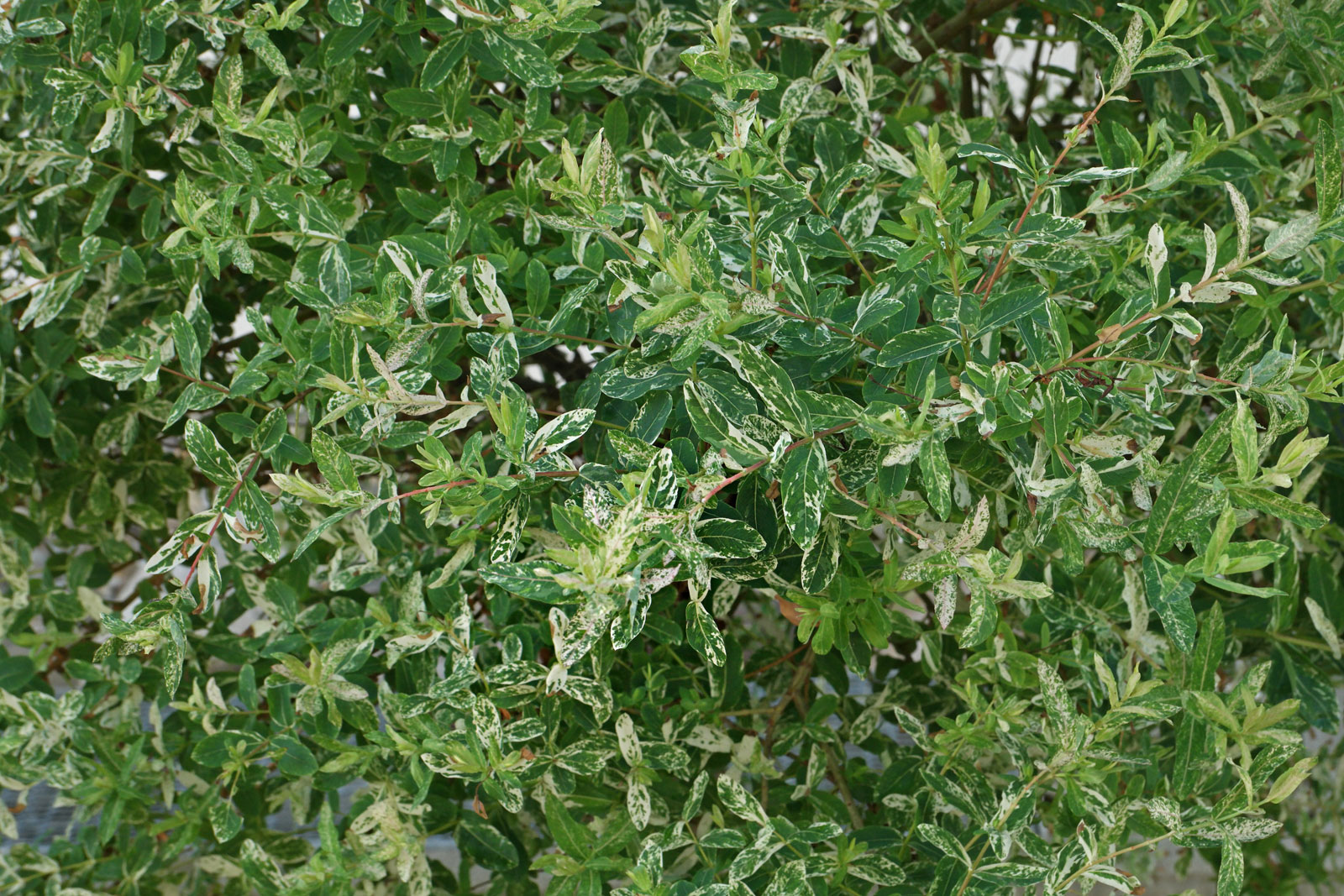 Salix integra Hakuro Nishiki