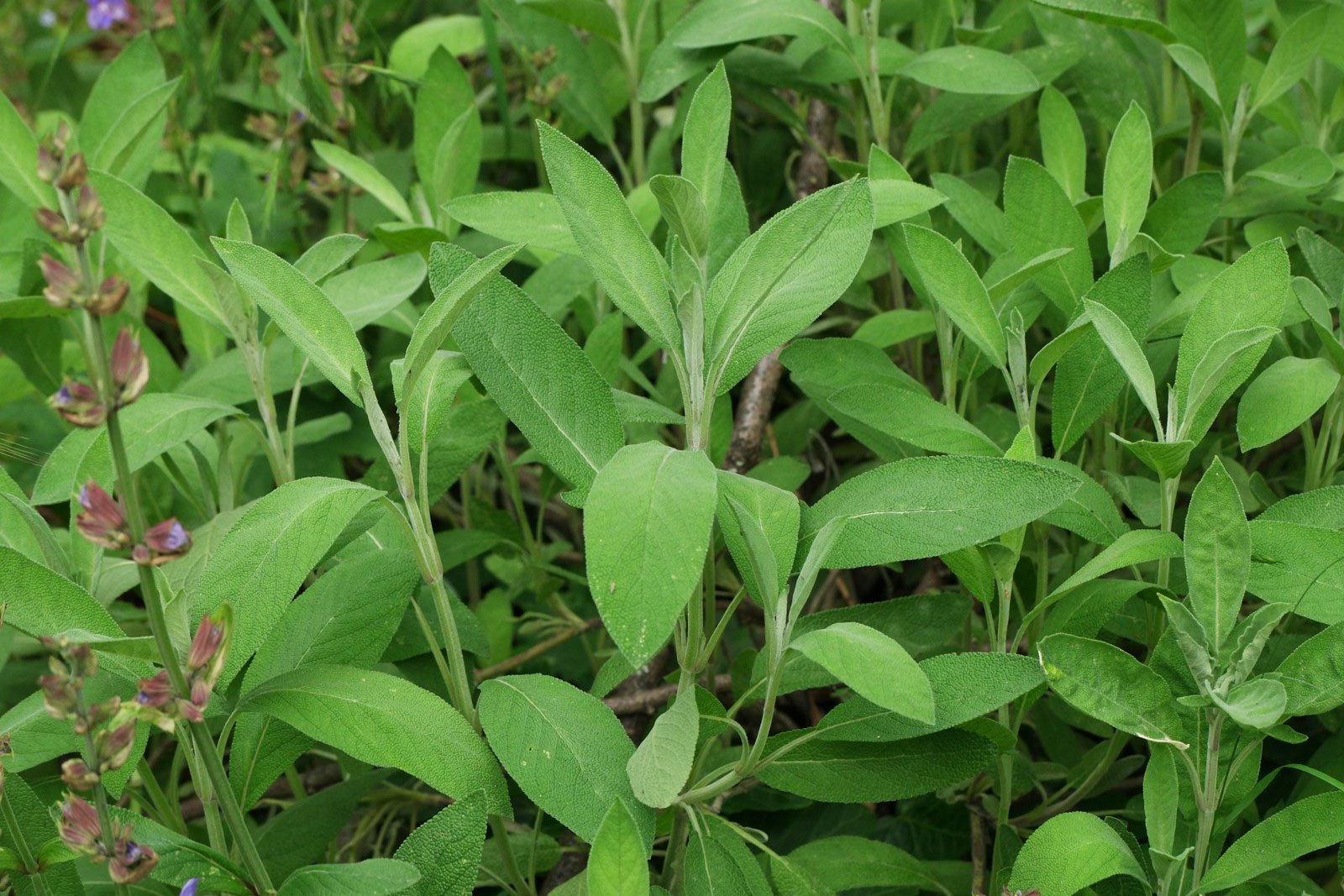 Salvia officinalis