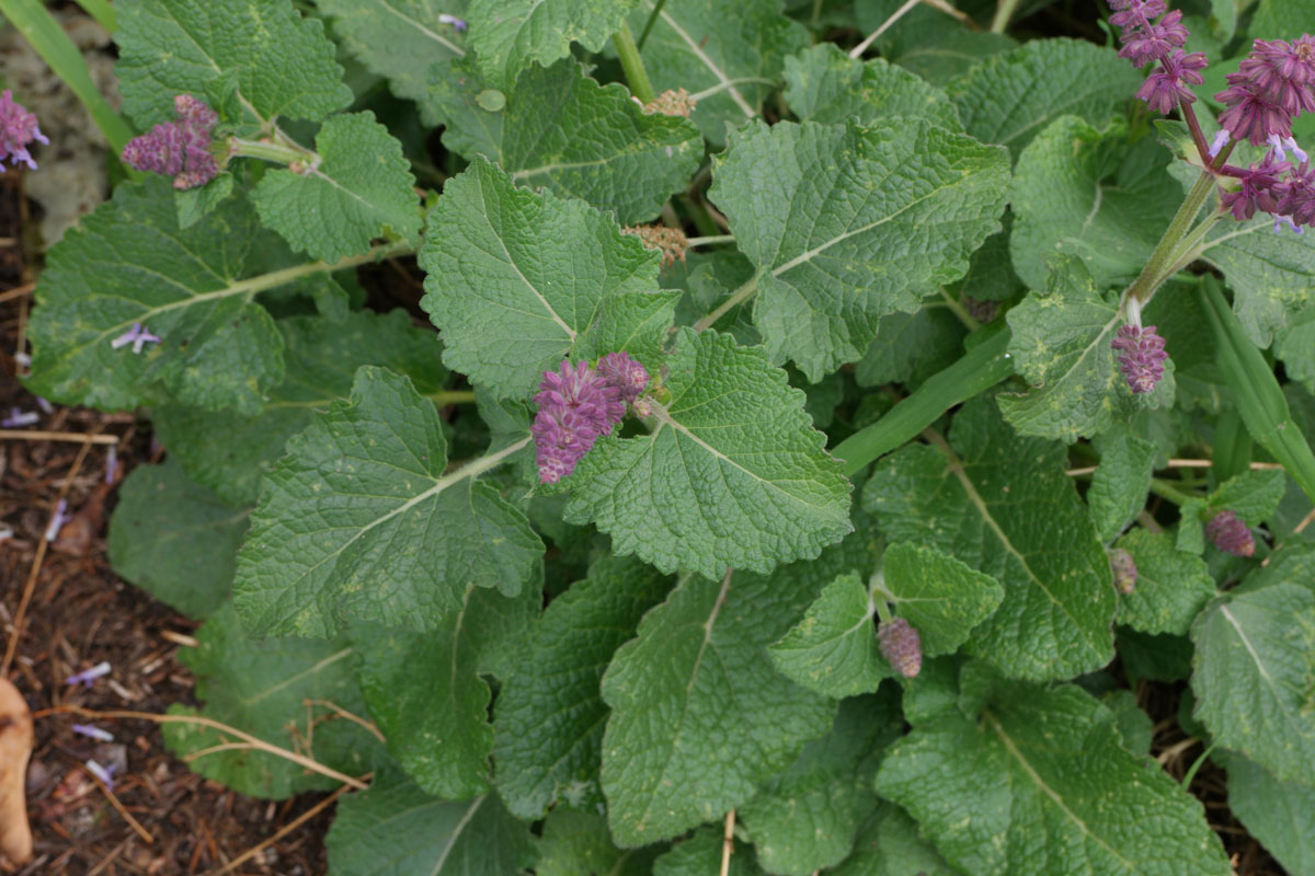 Salvia verticillata