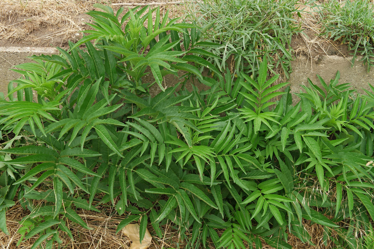 Sambucus ebulus