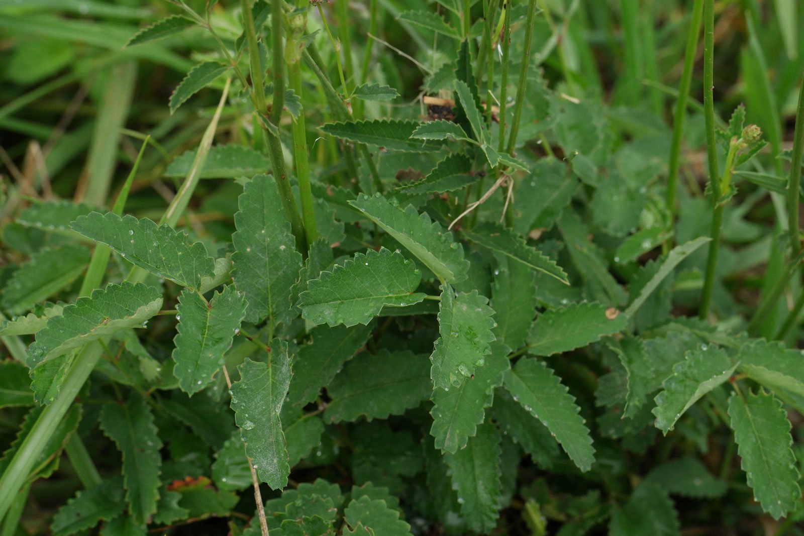 Sanguisorba officinalis