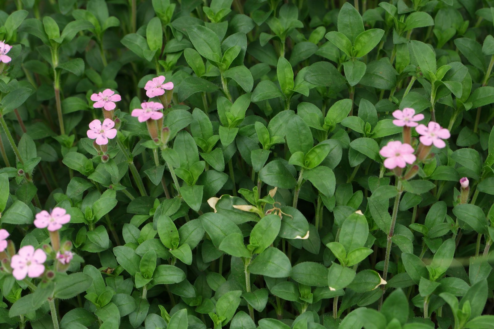 Saponaria ocymoides