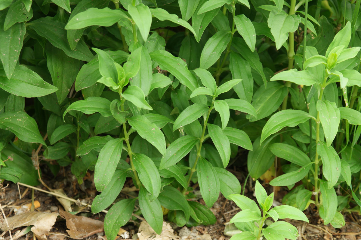 Saponaria officinalis