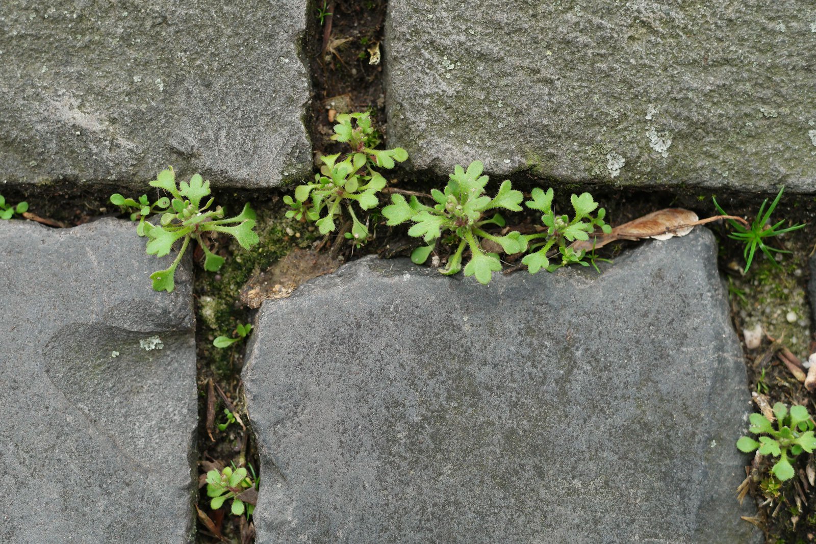 Saxifraga tridactylites