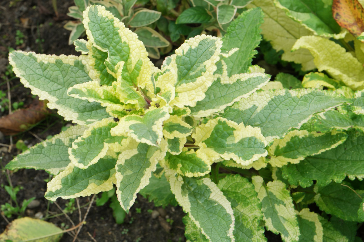 Scrophularia auriculata Variegata