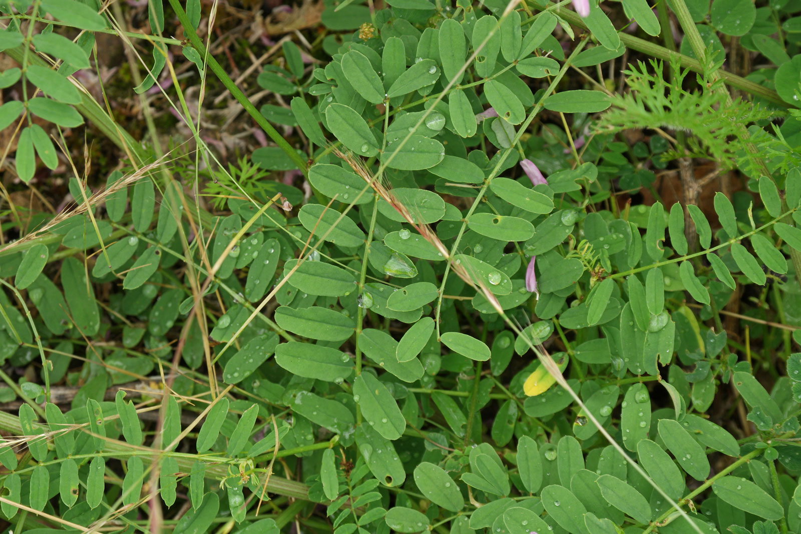 Securigera varia