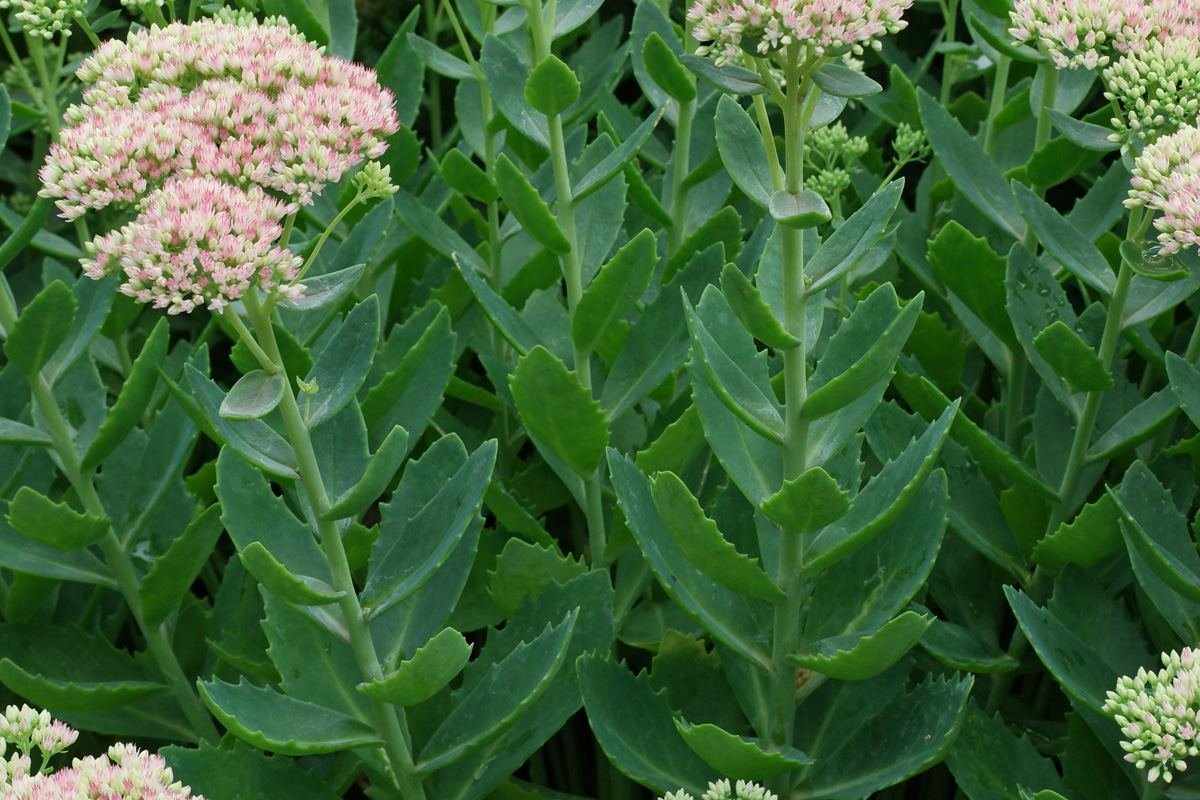 Sedum spectabile