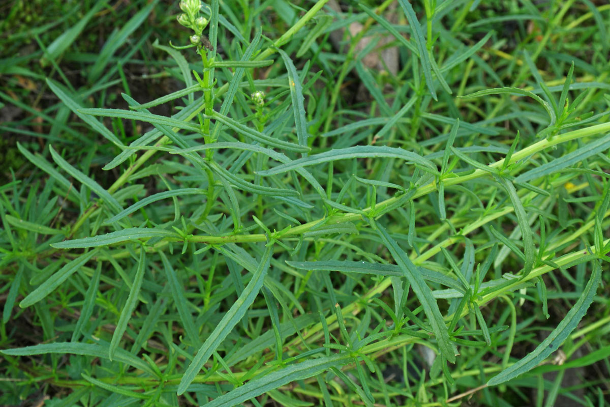 Senecio inaequidens
