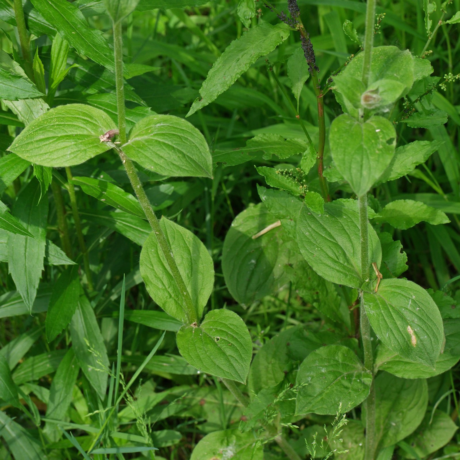 Silene dioica