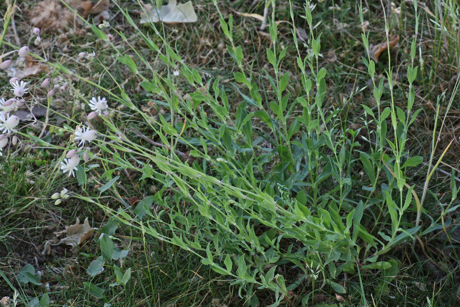 Silene vulgaris