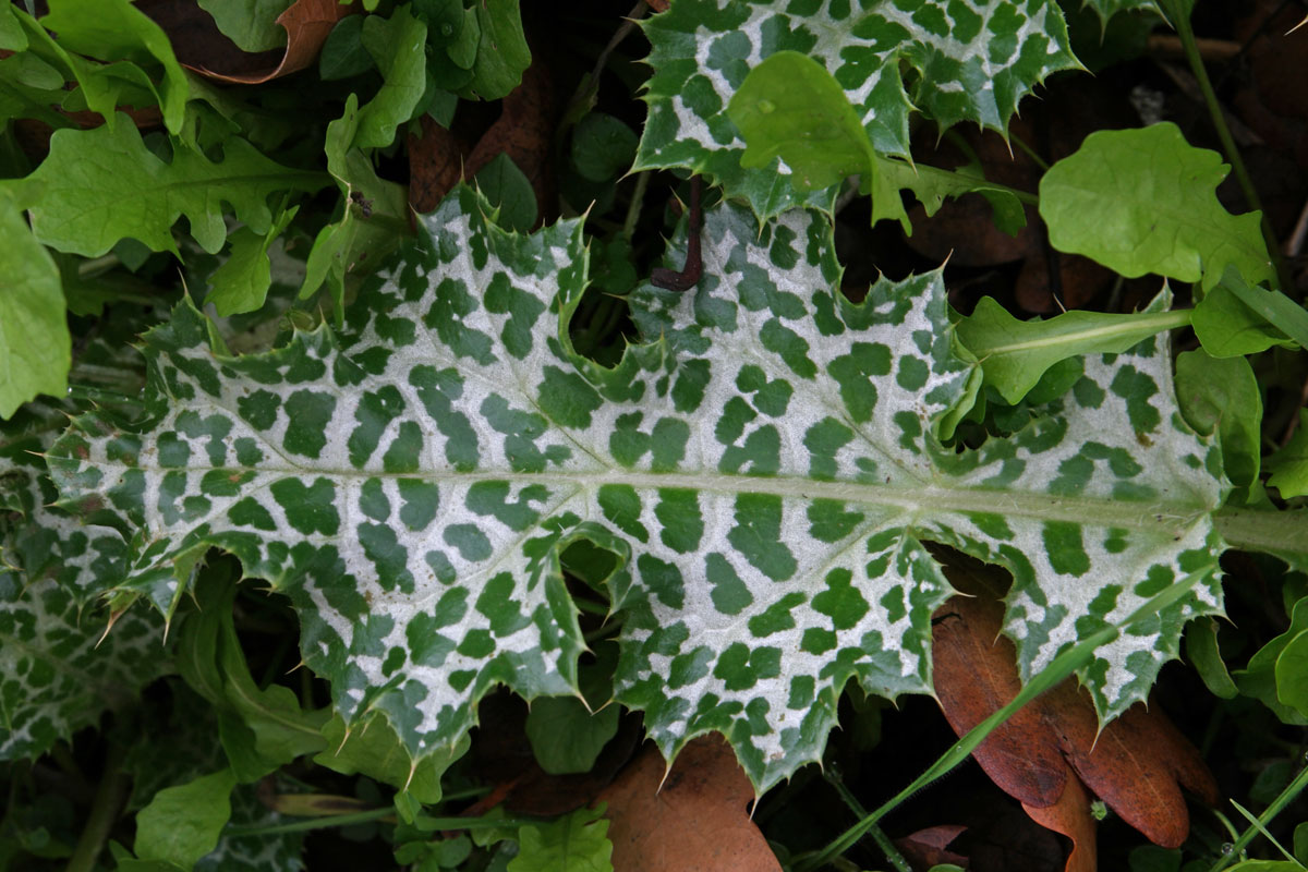 Silybum marianum