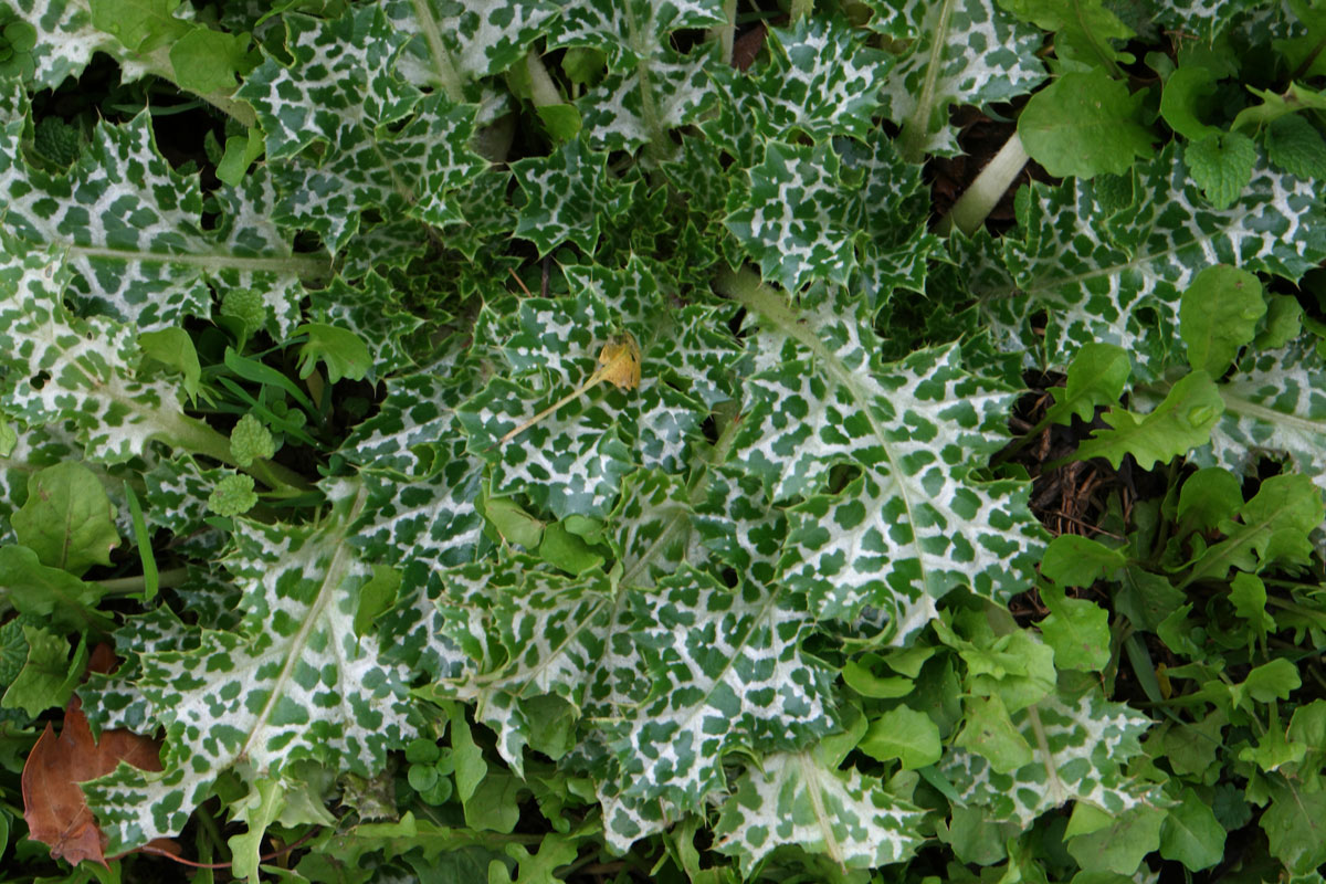 Silybummarianum