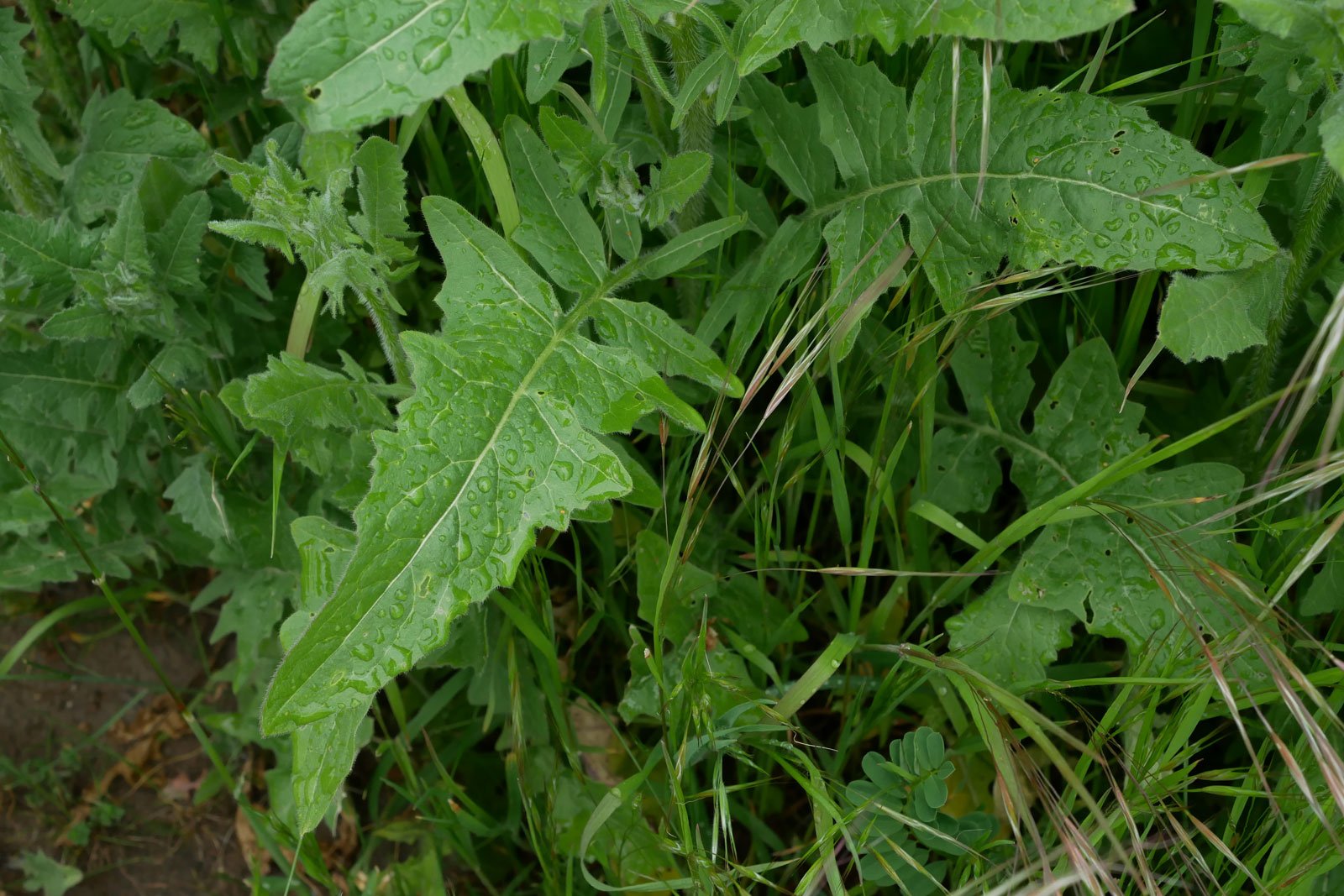 Sisymbrium loeselii
