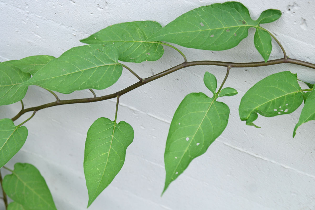 Solanum dulcamara