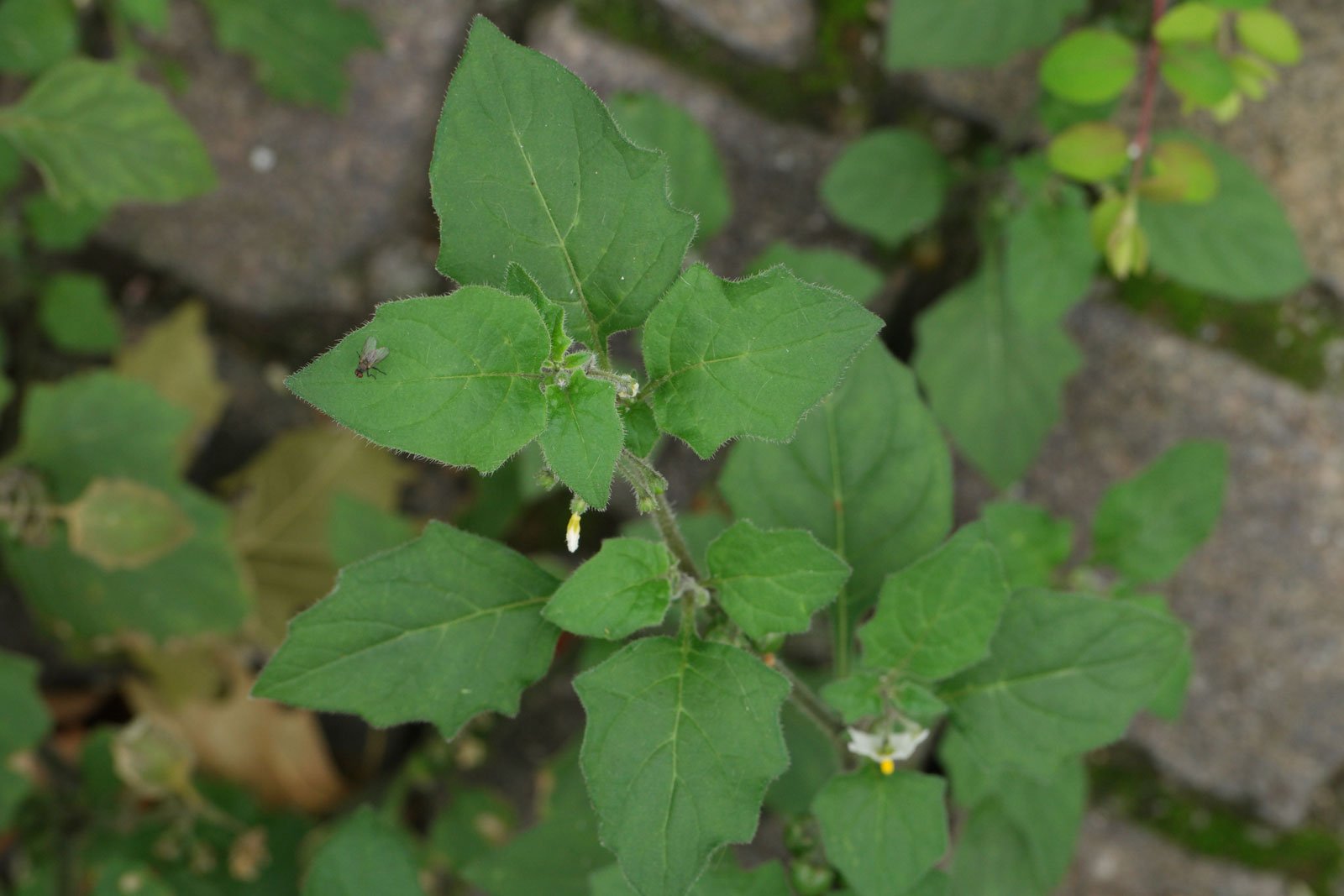 Solanum villosum