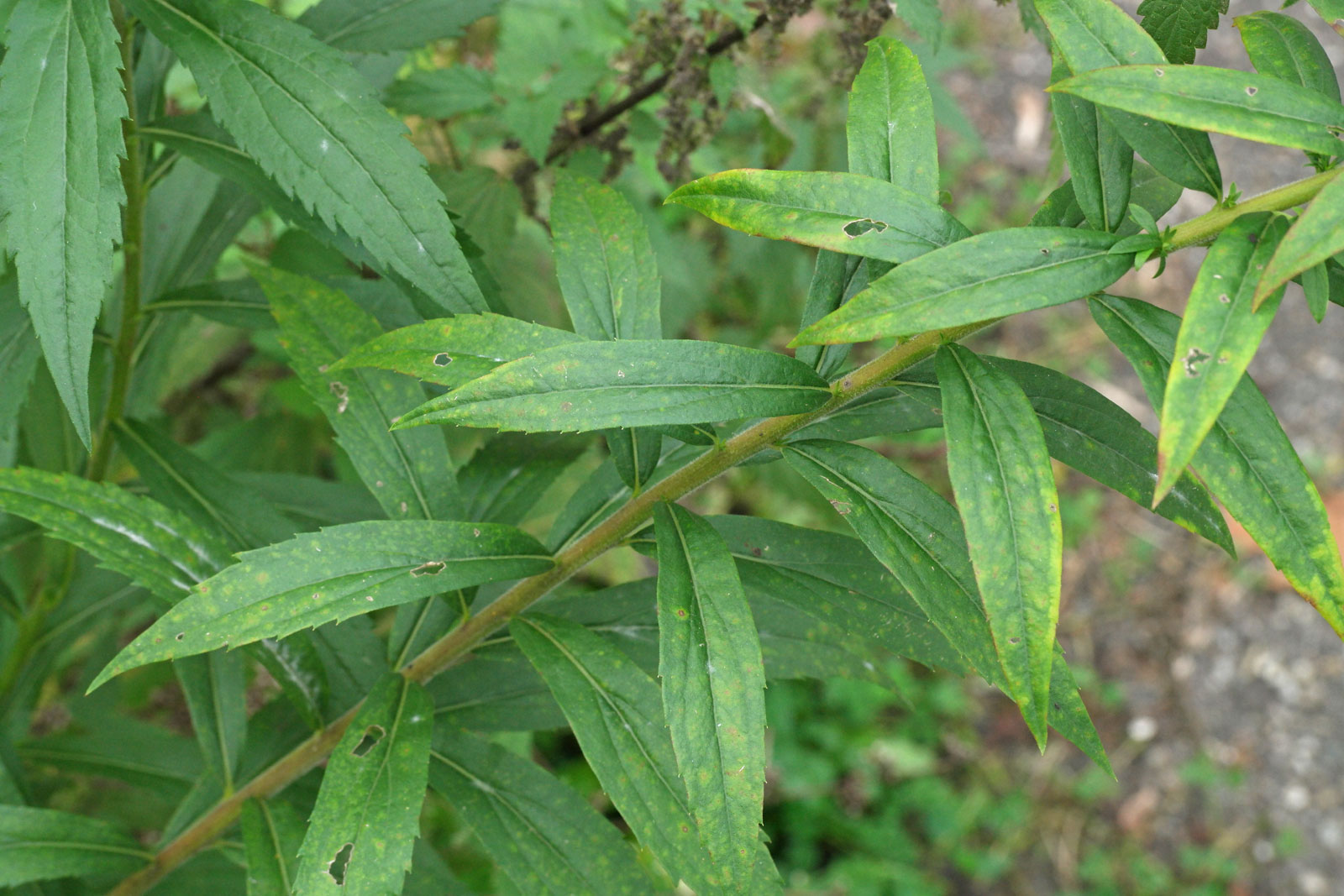 Solidago canadensis