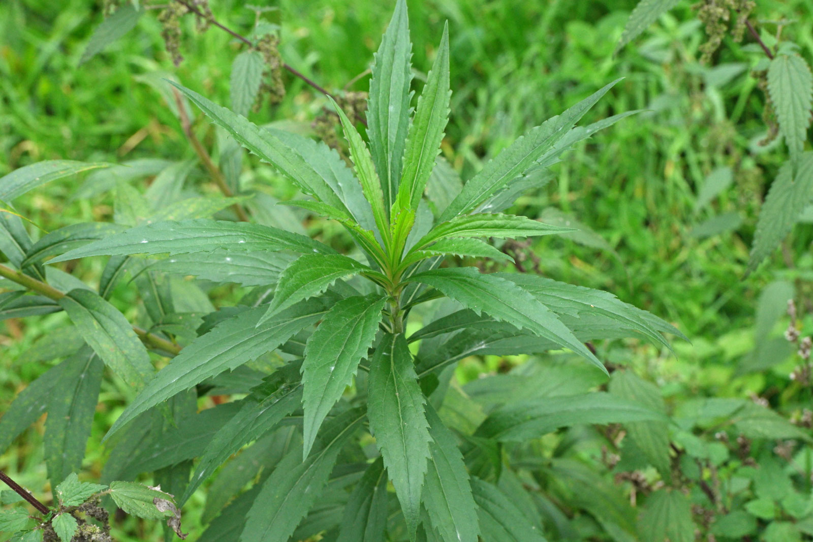Solidago canadensis