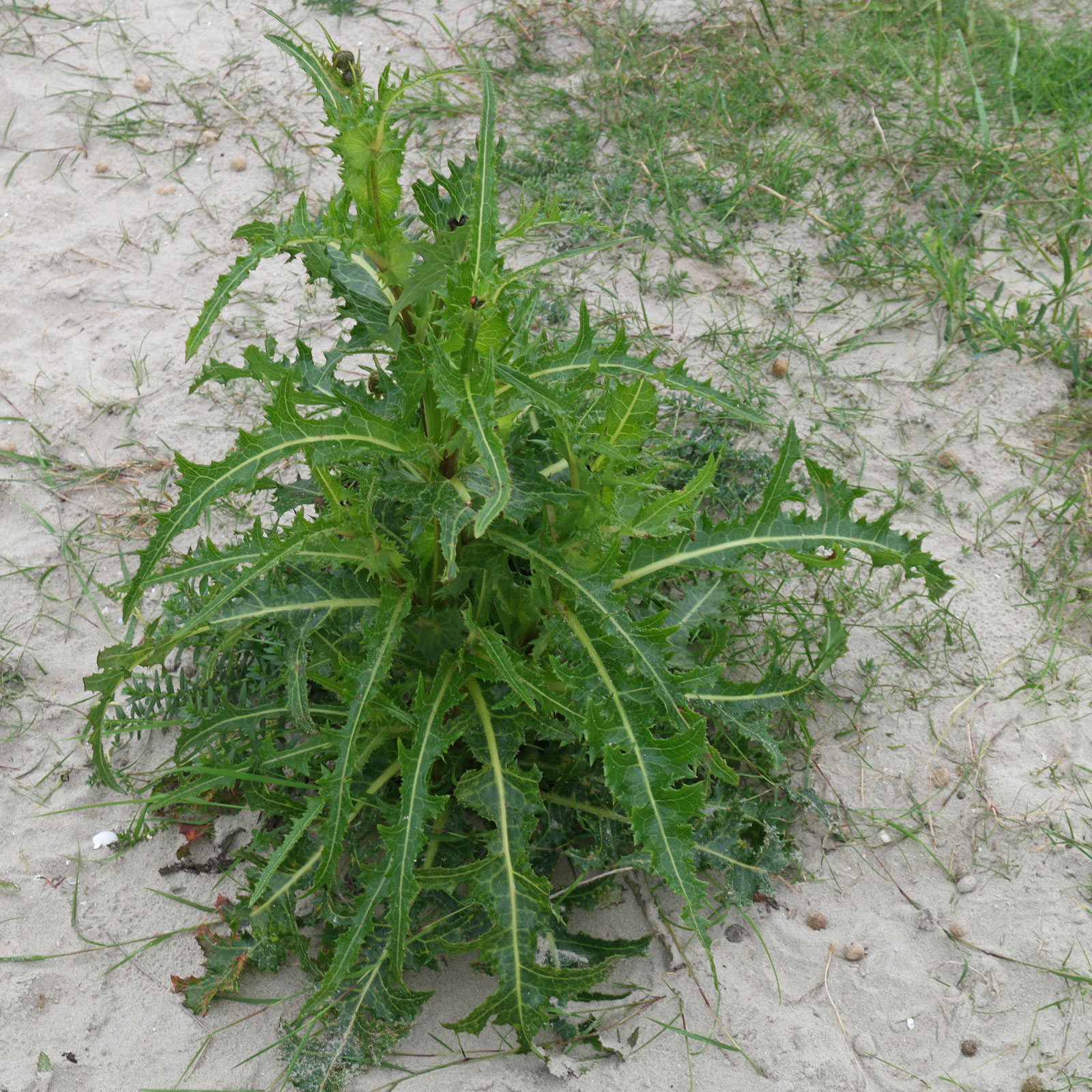 Sonchus arvensis