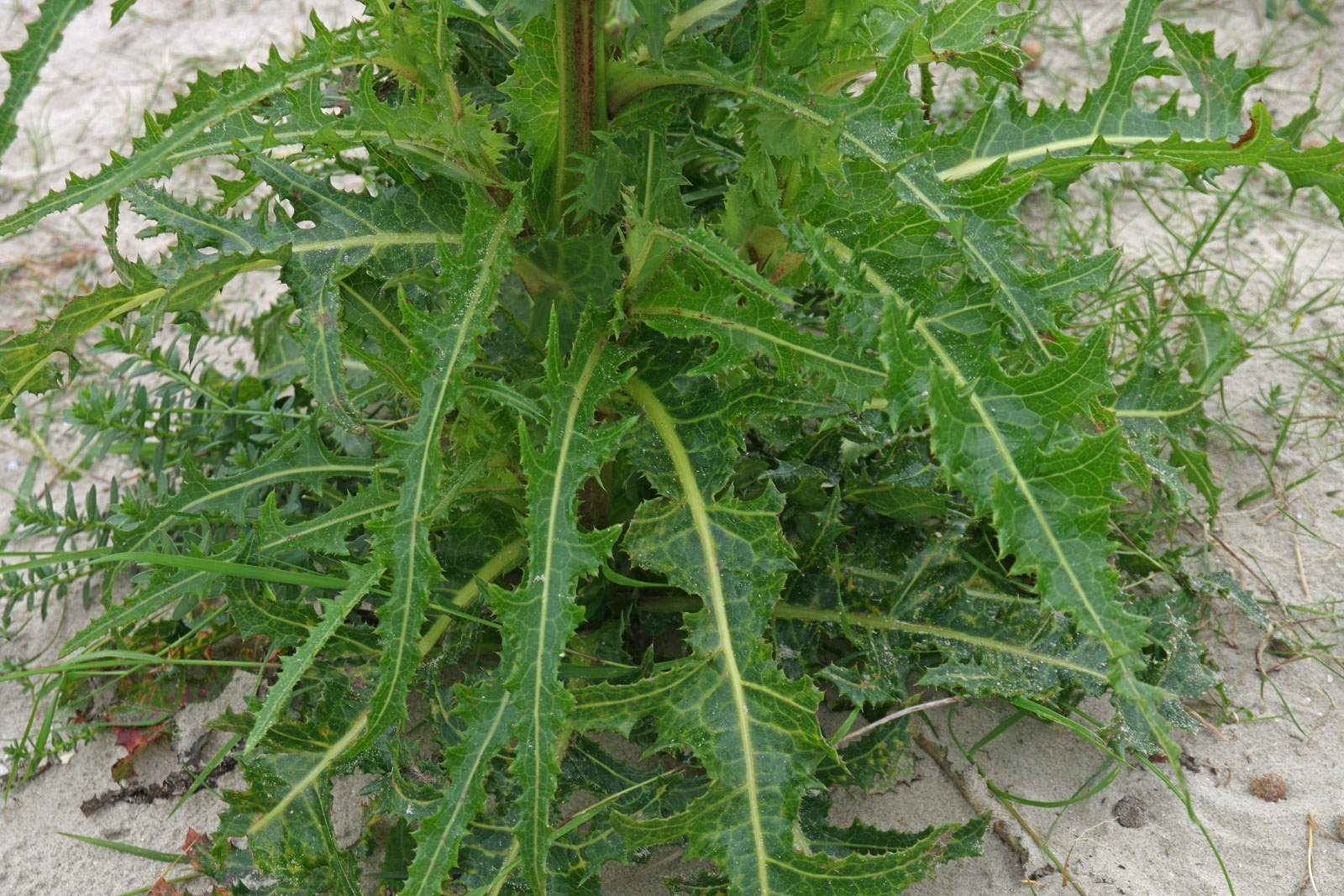 Sonchus arvensis