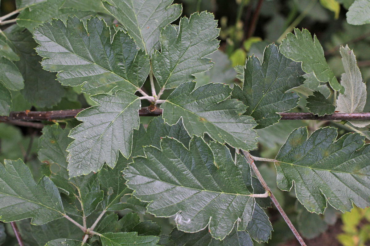 Sorbus intermedia