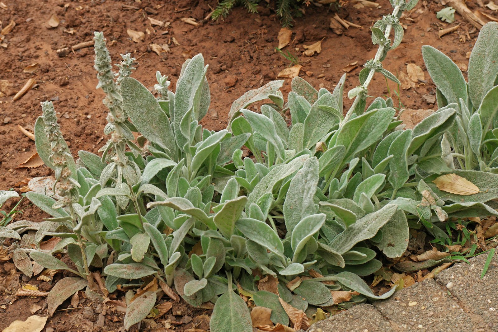 Stachys byzantina