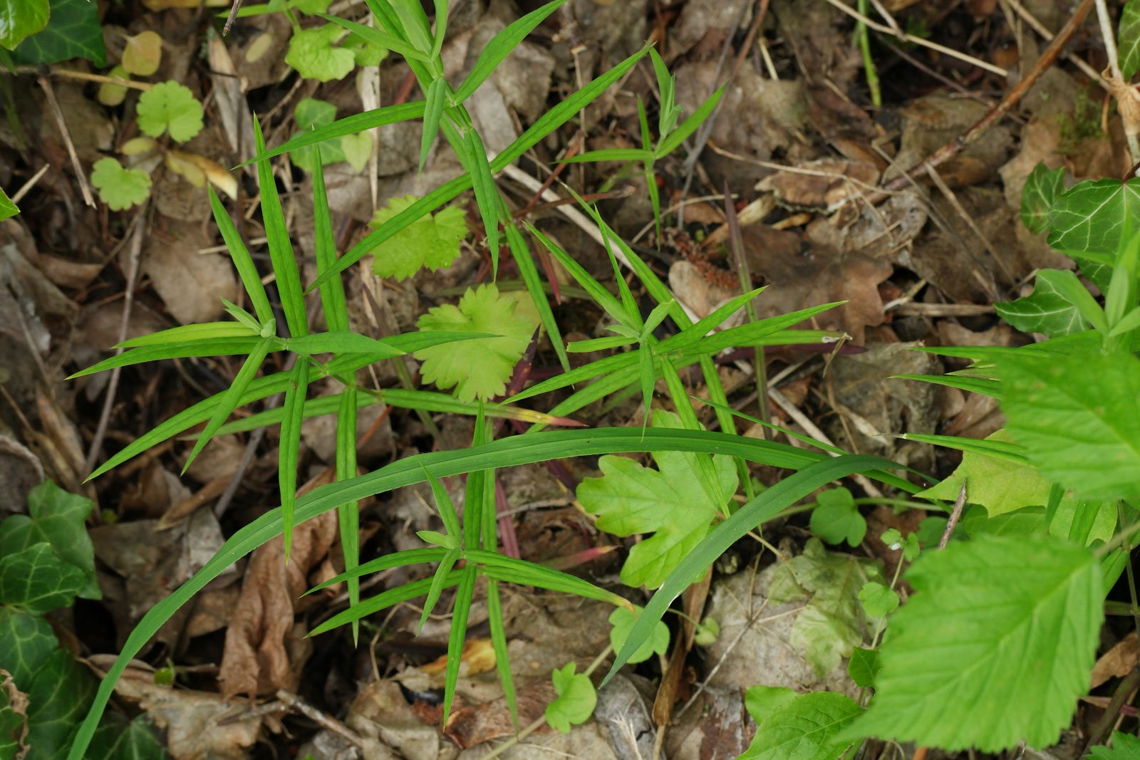 Stellaria holostea