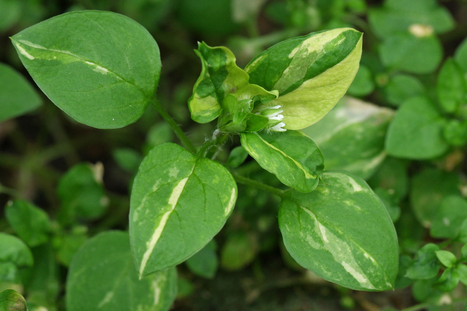 Stellaria media