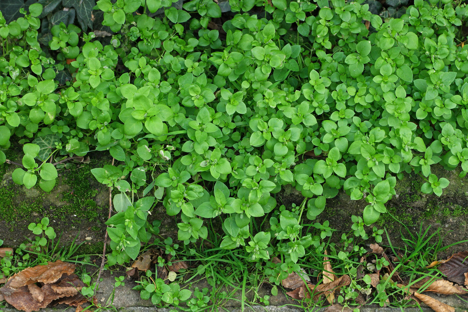 Stellaria media