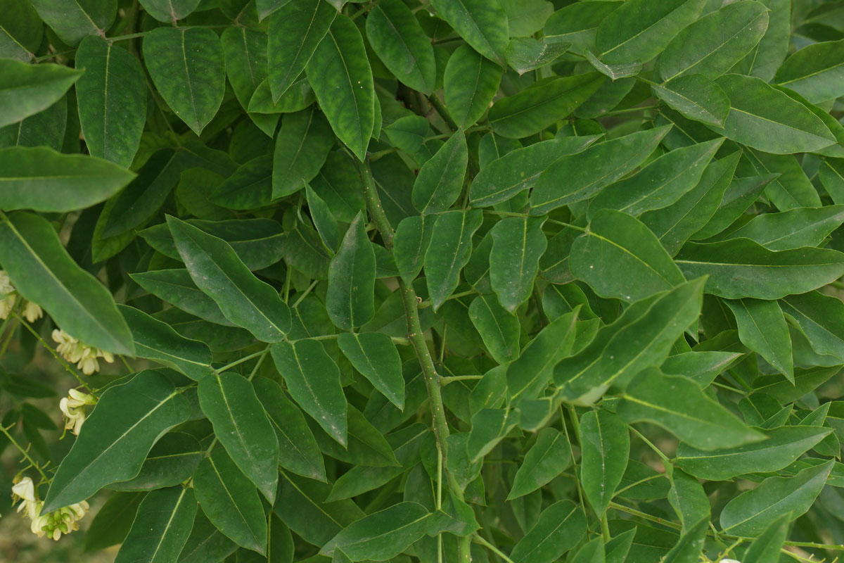 Styphnolobium japonicum